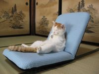 Zen-kissa zenissä