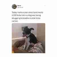 Problems? t. koiro :3