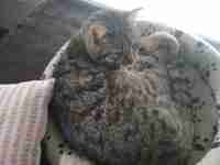 Hiirenmetsästäjän vartalo?