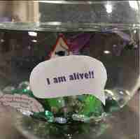 Jipii wahuu sivuttain uiminen on kivaa