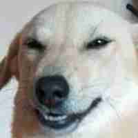 Smug doggo
