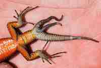 On tämä saatana kasvumaa