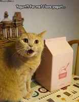 Laktoosi-intoleranssi