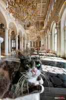 Kissa Eremitaashissa