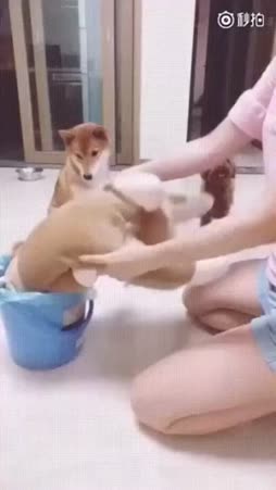 Koiran opetusta