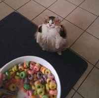 Lööps