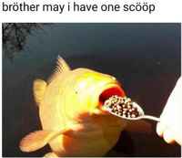 Scööp