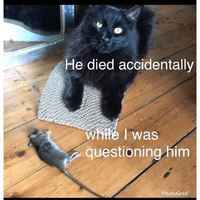 Saudi-Arabialainen kissakuva