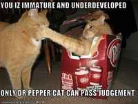 Vain tohtoripippurikissa voi langettaa tuomion >:3