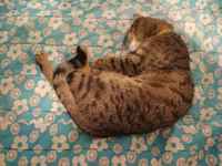 Olen suorakulma vain, börheä :3