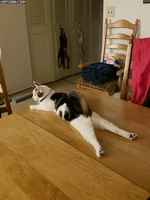 Iloinen bötköttelijä