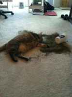 Bullukka löysi minttuvaraston