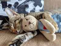 Kamustelijat nukkumassa