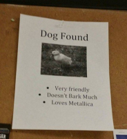 koira löydetty