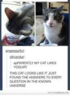 Löysi vaniljajugurtin :3