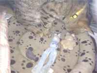 Bunnypus ja pikkububu