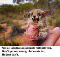 Australian elukat