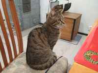 Osaan istua nätisti :3