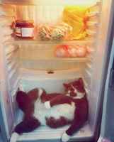 Söin kaikki sun makkarat saatana