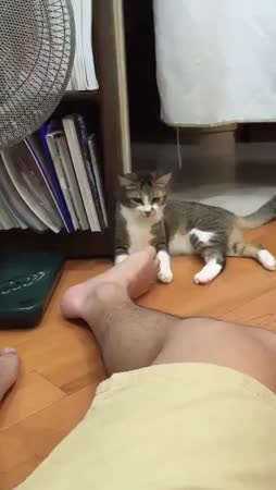 Kissa haistaa jalkahikeä