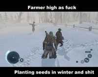 Torajyvä on pirullinen huume