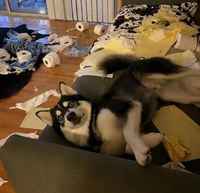 Hyvää paskapaperia oli