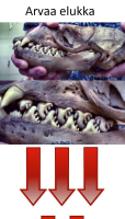 Hampaat