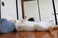 I don't always börh... oh wait, I always do :3