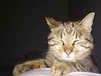 Mee nyt nukkuun t. kissa :3