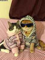 More human than human cats :3