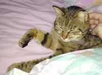 "Mitä asiaa? >:3 ...ai jaa :3"