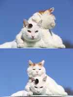 Perääntykää! Minulla on kissa enkä pelkää käyttää sitä! >:3