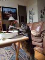 Jahas, mitä meillä tänään on?