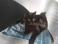 Kevätkissi herää :3