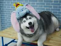 Koiran hassu hattu :3