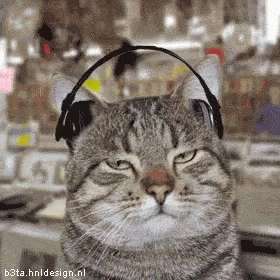 Mitä kissi kuuntelee?