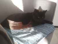 Olet epäilyksen alaisena huumon >:3