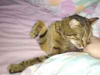 Voisin ottaa pikaiset rabsit ennen nugahtamista :3