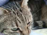 Harvinainen päiväpeittoluolakissa - Felis Oneiros Maximus