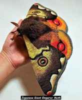 Pigguinen yöperhonen