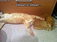 -vertit performed by cats