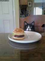 We meet at last cheezburger