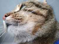 Ikuisti börheytensä :3