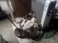 Balleroita patterissa