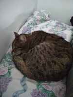 Vois vaikka... nukahtaa