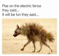 Pissaa paimenpoikaan.