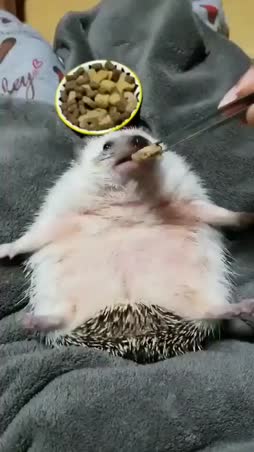 matoa,leveä kuljetus ja namuja