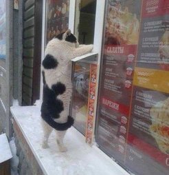 Tonnikalaa ja maitoa kiitos