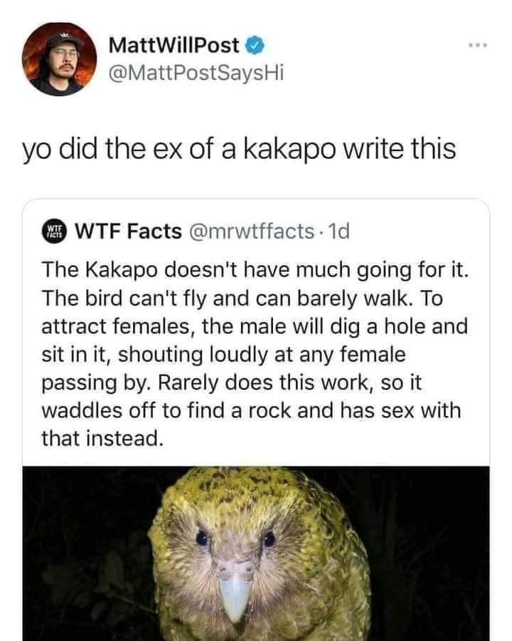 kakapo.jpg