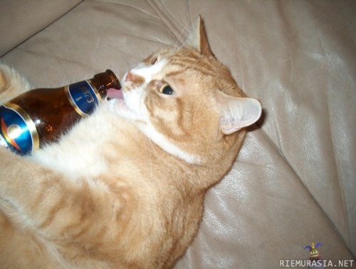 kissa juo kaljaa